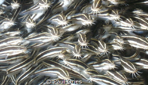 A school of catfish younglings under a rock off Puerto Ga... by Paul Ories 